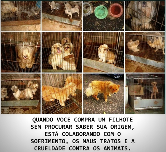 Maus Tratos